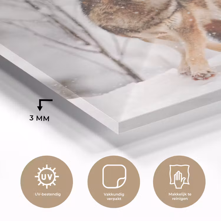Wolf - Winter - Sneeuw - Natuur - Dieren plexiglas 5mm klein -sfeer2