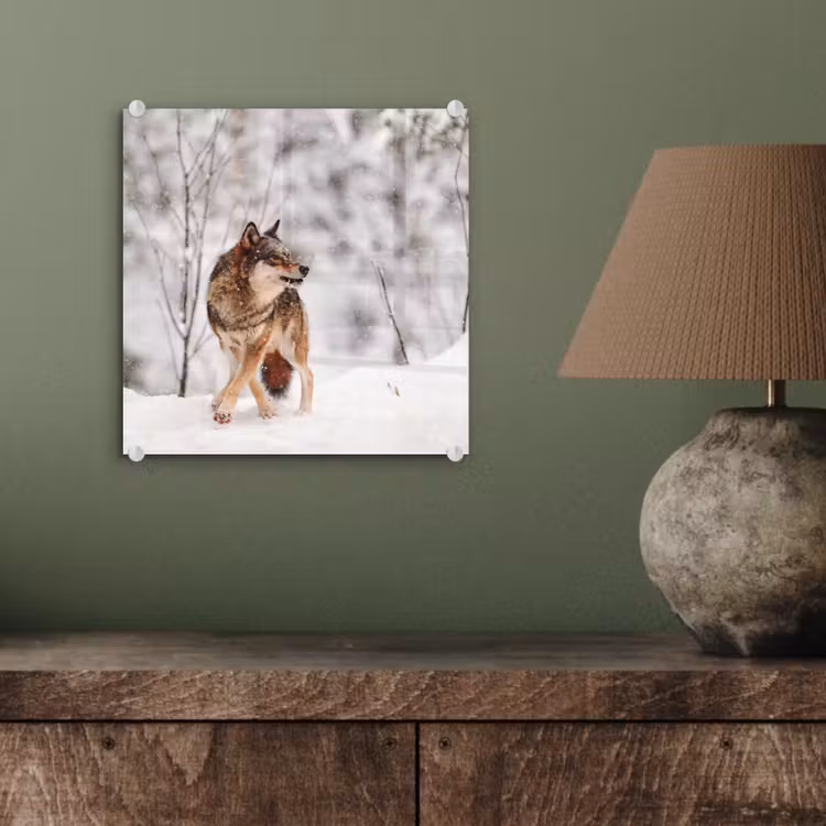 Wolf - Winter - Sneeuw - Natuur - Dieren plexiglas 5mm klein -sfeer3