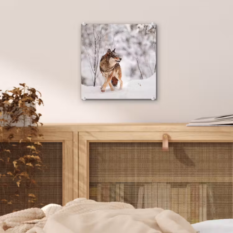 Wolf - Winter - Sneeuw - Natuur - Dieren plexiglas 5mm klein -sfeer4