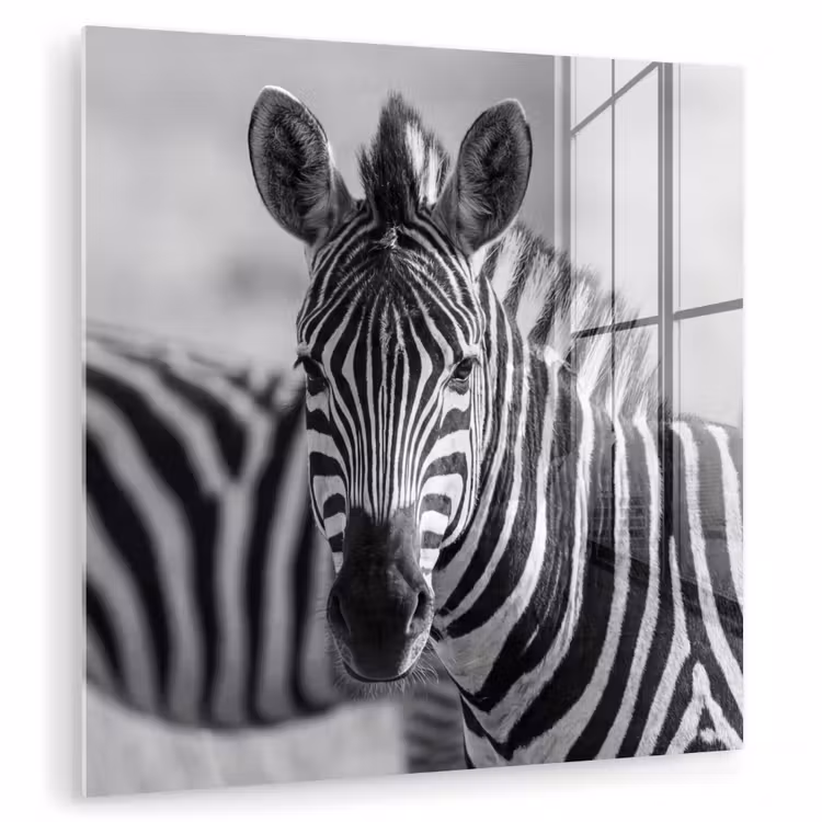 Zebra's - Zwart - Wit plexiglas 5mm klein -zzzproduct_nieuw