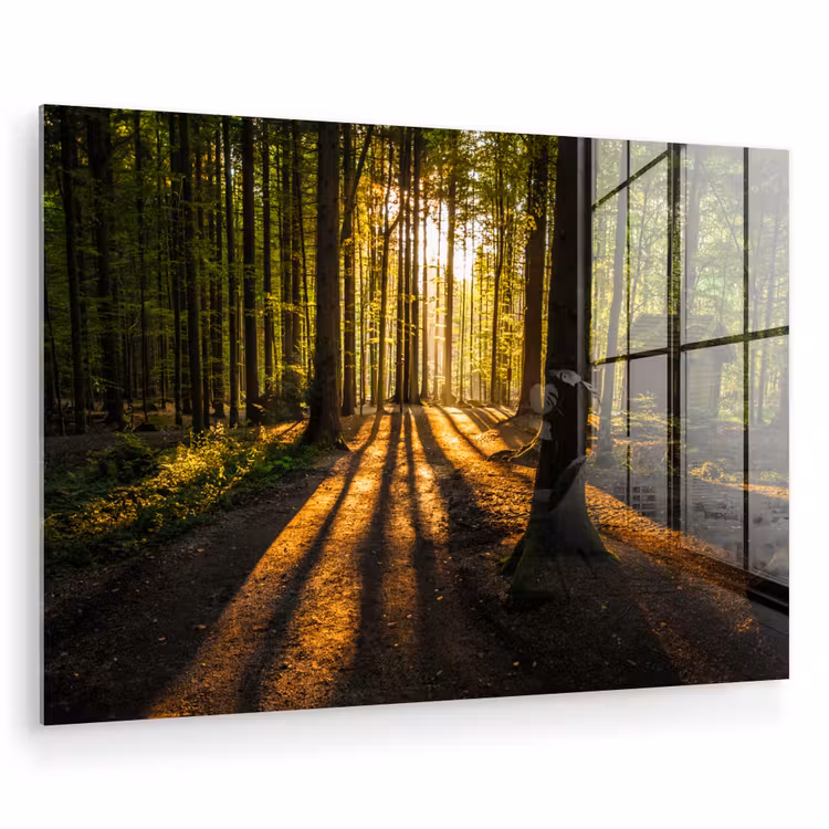 Zon - Bomen - Bos - Landschap - Natuur plexiglas 5mm klein -zzzproduct_nieuw