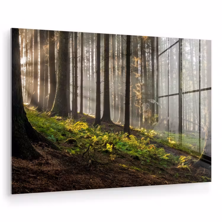 Zon - Takken - Bomen - Bos - Natuur plexiglas 5mm klein -zzzproduct_nieuw