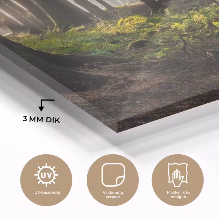 Zon - Takken - Bomen - Bos - Natuur plexiglas 5mm klein -sfeer2