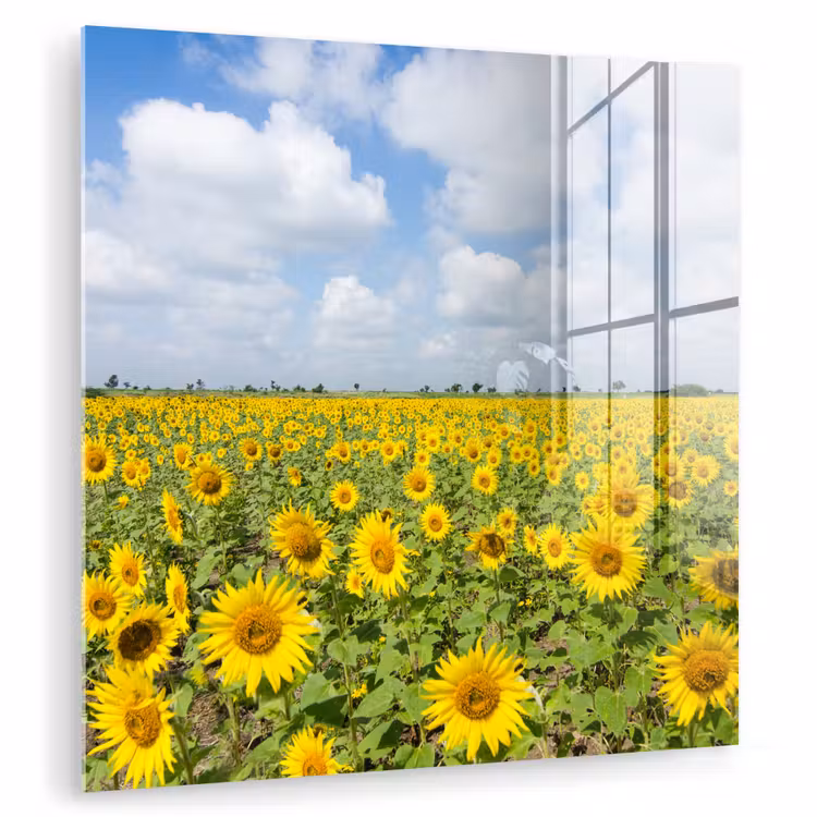 Zonnebloemen - Bloemen - Wolken - Natuur - Geel - Landschap plexiglas 5mm klein -zzzproduct_nieuw