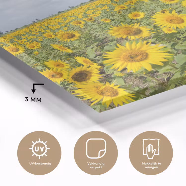 Zonnebloemen - Bloemen - Wolken - Natuur - Geel - Landschap plexiglas 5mm klein -sfeer2