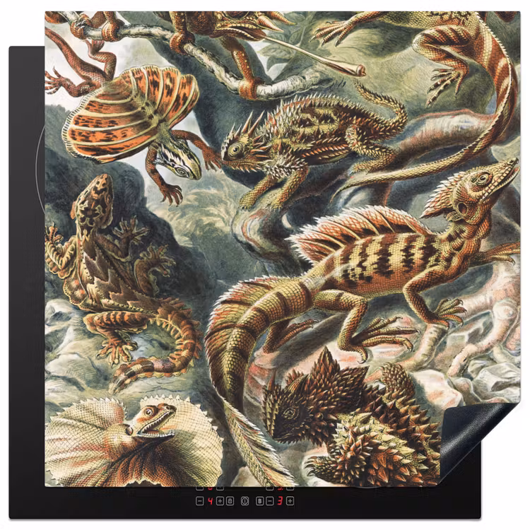 Vintage - Kunst - Ernst Haeckel - Salamanders - Dieren Inductie beschermer vinyl 3mm middel -3d