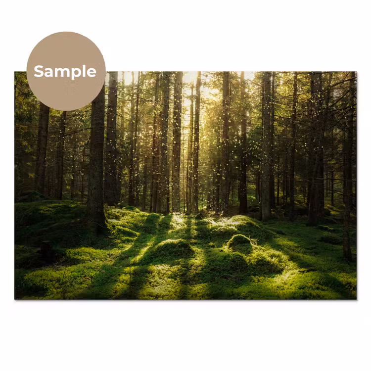 Bomen - Bos - Mos - Planten - Zon - Natuur keuken achterwand sample klein -3d