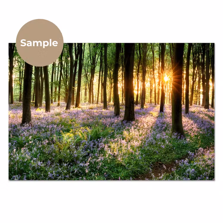 Bos - Bloemen - Lavendel - Zon - Paars - Natuur keuken achterwand sample klein -3d