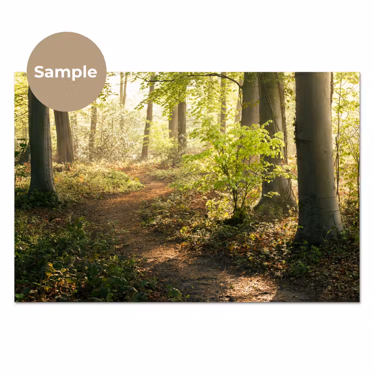 Bos - Bomen - Pad - Zon - Planten - Bladeren - Natuur keuken achterwand sample klein -3d
