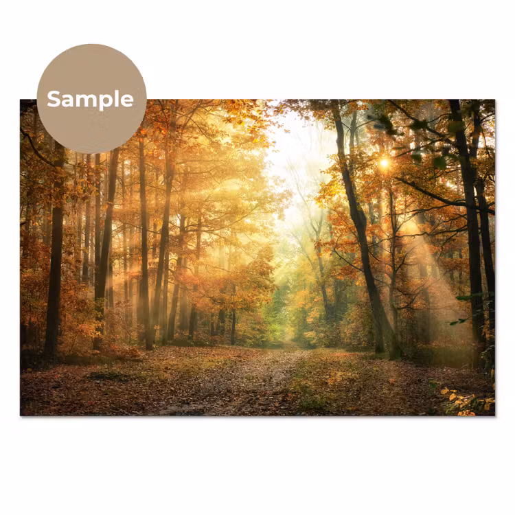 Bos - Herfst - Zon - Landschap - Natuur - Bomen - Bladeren keuken achterwand sample klein -3d