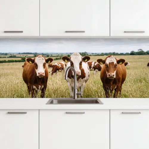 Koeien - Portret - Weide - Boerderij - Nieuwsgierig keuken achterwand 2 middel -3d