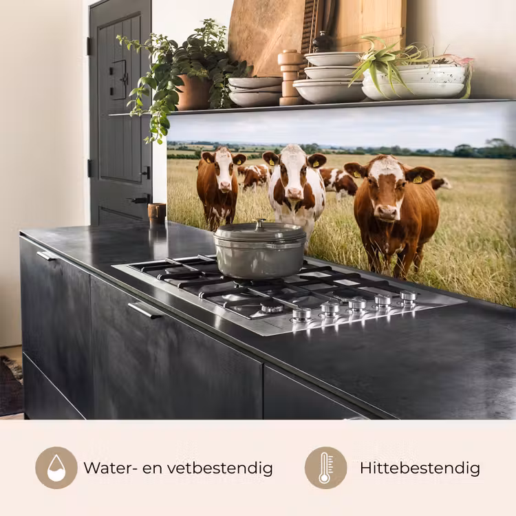 Koeien - Portret - Weide - Boerderij - Nieuwsgierig keuken achterwand 2 middel -usp_NL