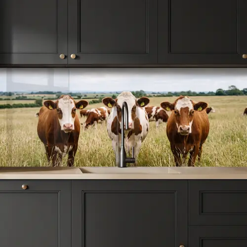 Koeien - Portret - Weide - Boerderij - Nieuwsgierig keuken achterwand 2 middel -sfeer1