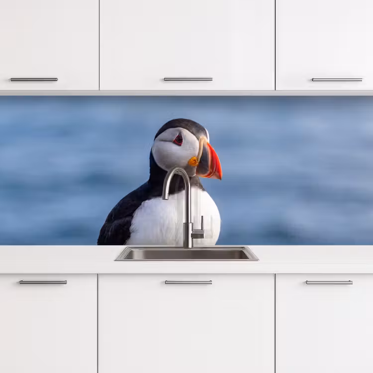 Papegaaiduiker - Portret - Natuur keuken achterwand 2 middel -3d