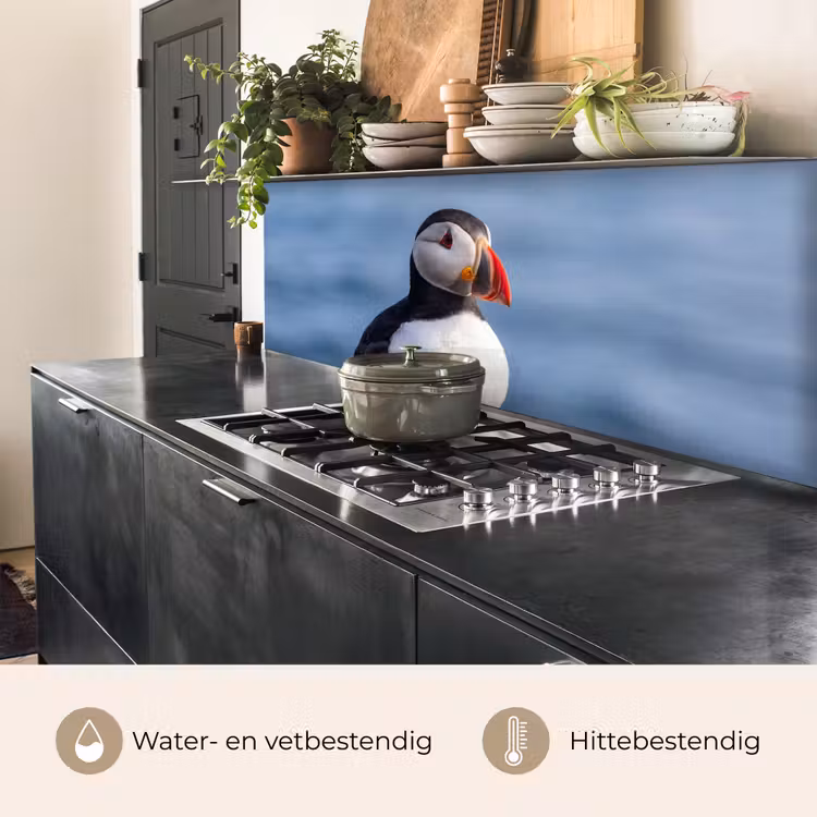 Papegaaiduiker - Portret - Natuur keuken achterwand 2 middel -usp_NL