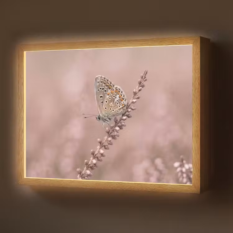 Lavendel - Vlinder - Paars Light Box met batterij (Wandlamp) middel -z3d_website