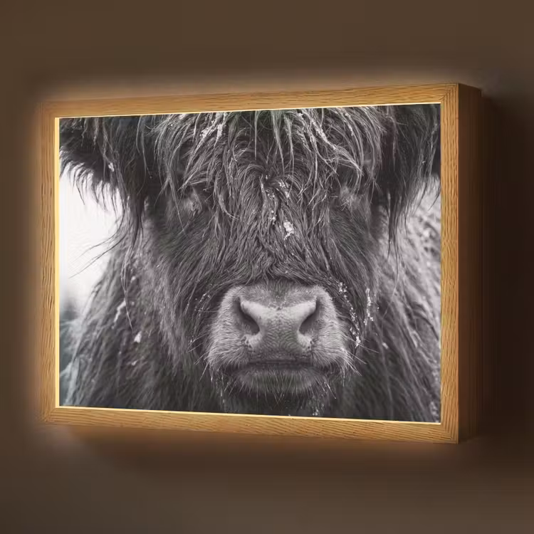 Schotse hooglander - Zwart - Wit - Sneeuwvlokken Light Box met batterij (Wandlamp) middel -z3d_website