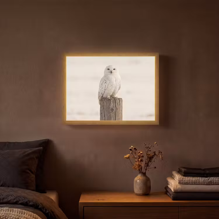 Sneeuwuil - Paal - Winter - Portret - Majestueus Light Box met batterij (Wandlamp) middel -sfeer4