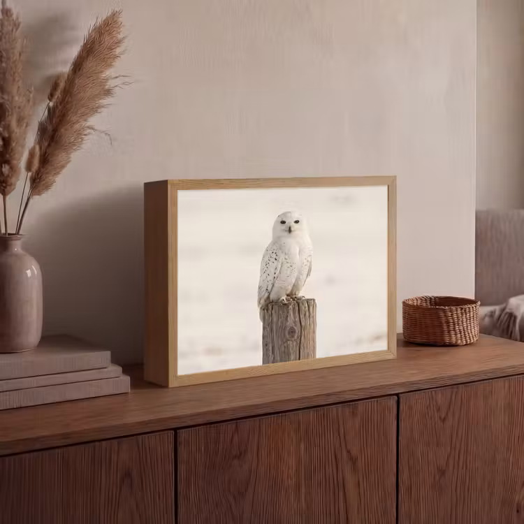 Sneeuwuil - Paal - Winter - Portret - Majestueus Light Box met batterij (Wandlamp) middel -sfeer2