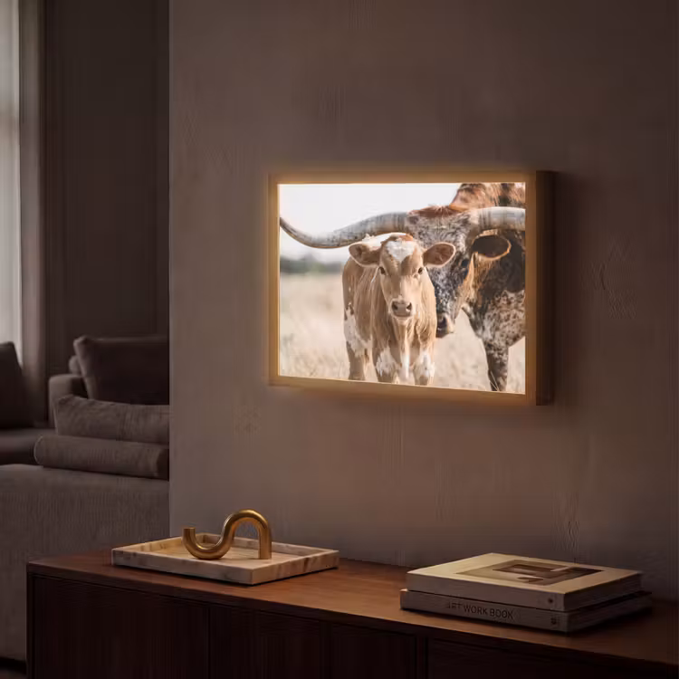 Texas Longhorn - Kalf - Weide - Dieren Light Box met batterij (Wandlamp) middel -sfeer1