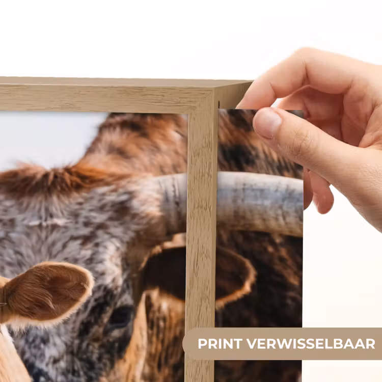 Texas Longhorn - Kalf - Weide - Dieren Light Box met batterij (Wandlamp) middel -USP_websiteprintNL