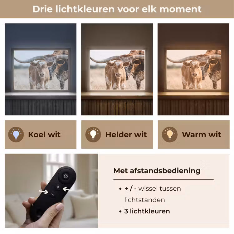 Texas Longhorn - Kalf - Weide - Dieren Light Box met batterij (Wandlamp) middel -USP_lichtkleurNL