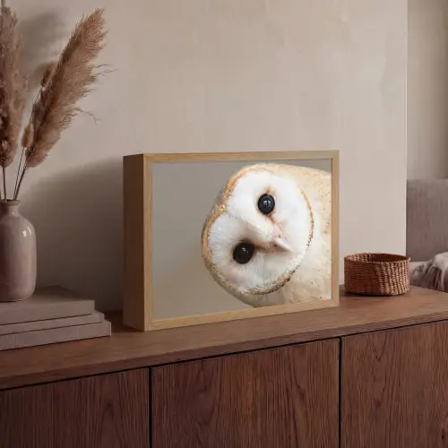 Uil - Bruin - Wit Light Box met batterij (Wandlamp) middel -sfeer2