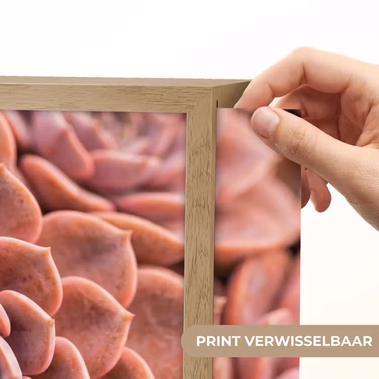 Vetplant - Organisch - Roze Light Box met batterij (Wandlamp) middel -USP_websiteprintNL