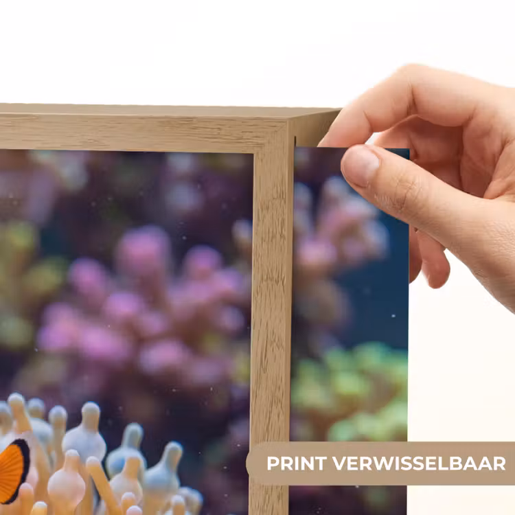 Vis - Koraal - Onderwater - Oranje - Dieren Light Box met batterij (Wandlamp) middel -USP_websiteprintNL
