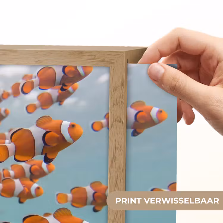 Vis - School - Onderwater - Dieren - Oranje Light Box met batterij (Wandlamp) middel -USP_websiteprintNL
