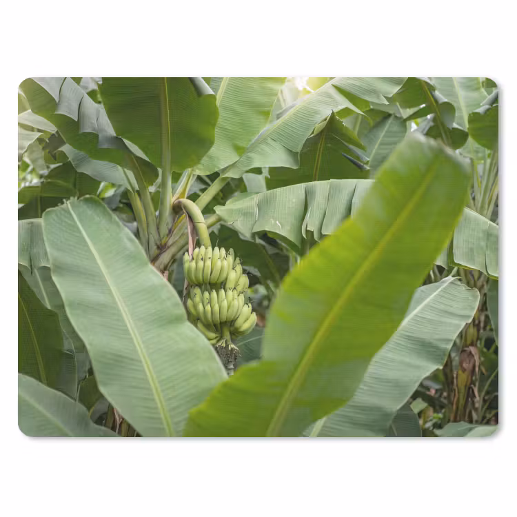 Eten - Bananen - Plantage - Groen muismat rubber klein -3d