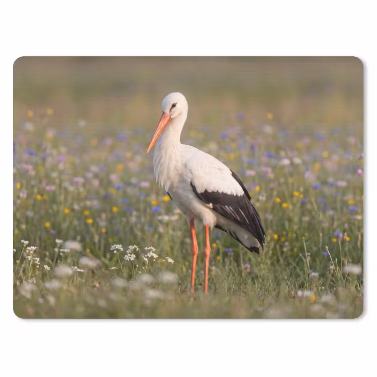 Ooienvaar - Bloemen - Weide - Kleurrijk muismat rubber klein -3d