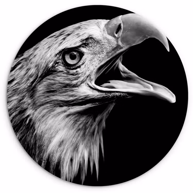 Adelaar - Portret - Roofvogels - Zwart - Wit - Vogel Wandcirkel kunststof plaat 5mm dik klein -3d