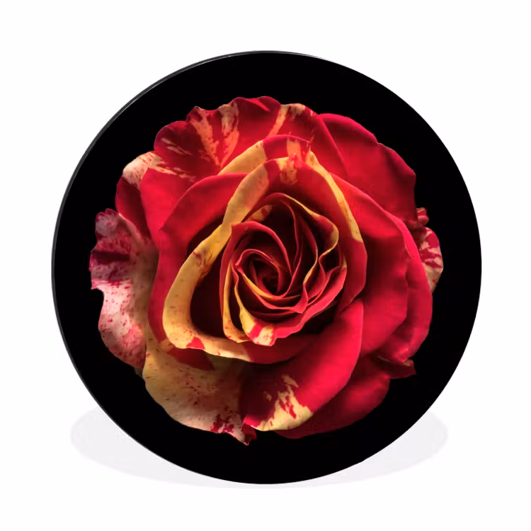 Bloem - Roos - Rood - Zwart Wandcirkel aluminium klein -3d