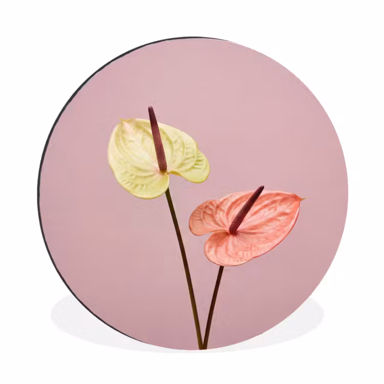 Bloemen - Anthuriums - Geel - Roze Wandcirkel aluminium klein -3d