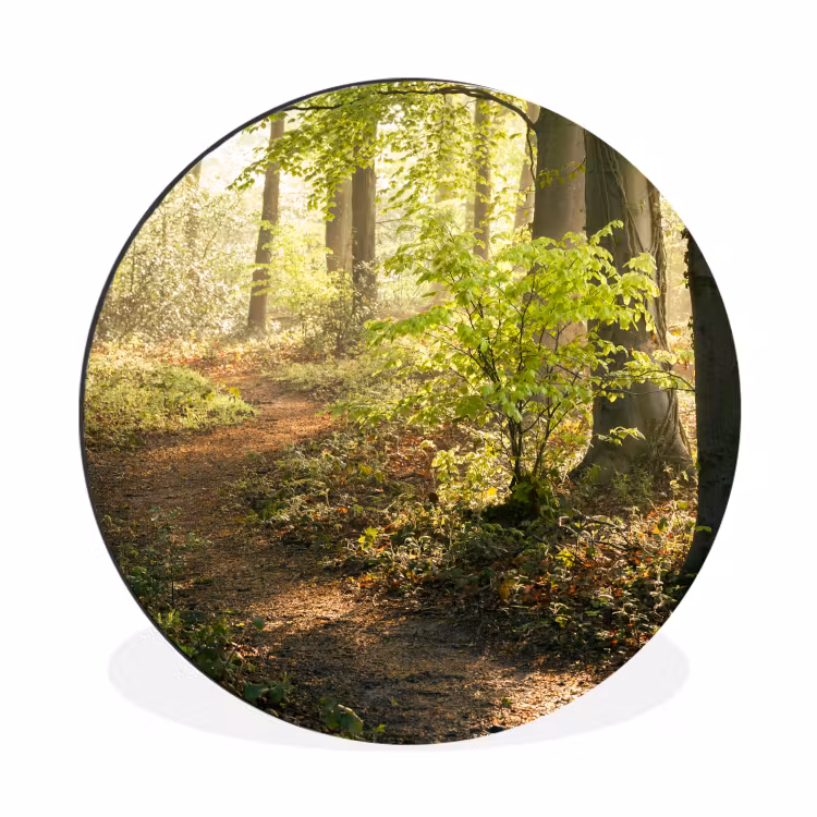 Bos - Bomen - Pad - Zon - Planten - Bladeren - Natuur Wandcirkel aluminium klein -3d