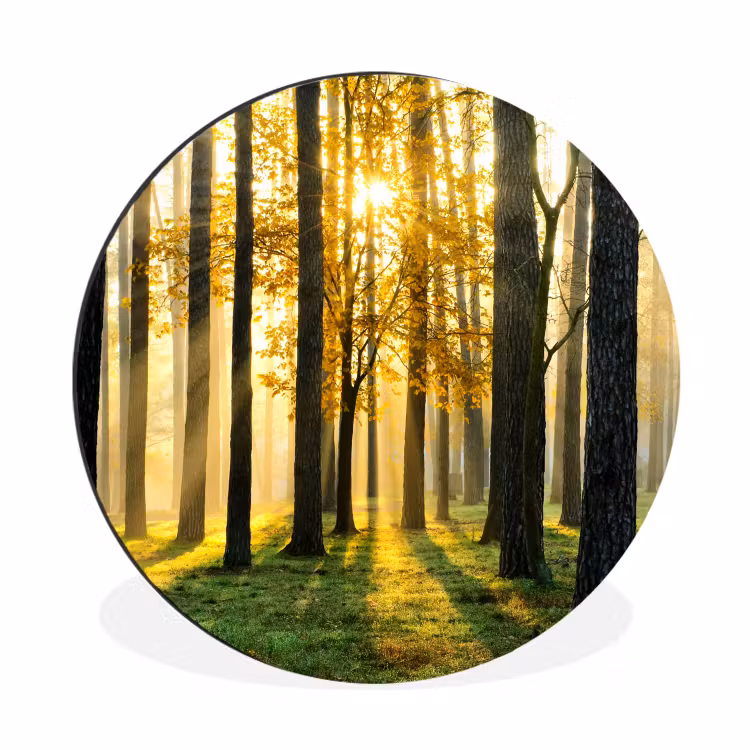 Bos - Zon - Bomen - gras - Landschap Wandcirkel aluminium klein -3d