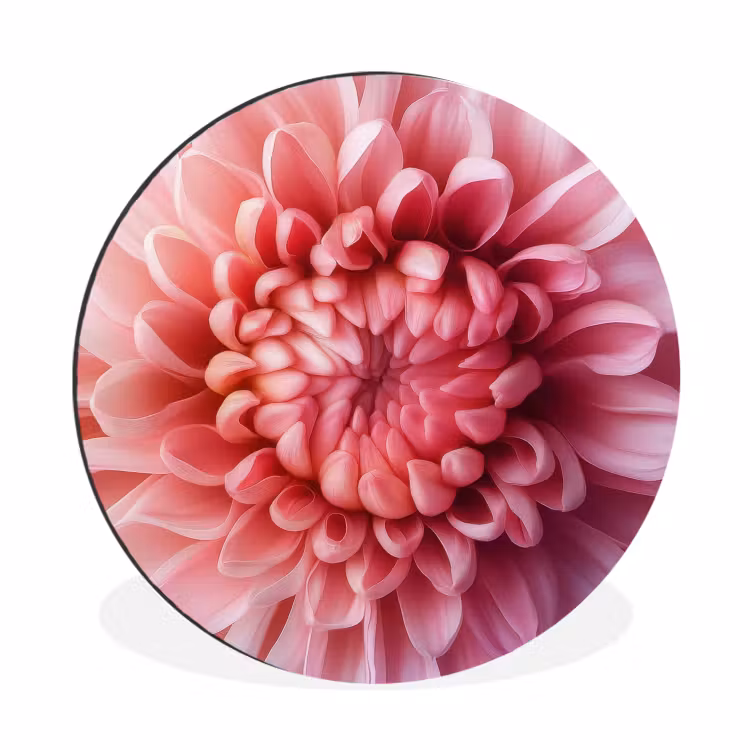 Dahlia - Bloem - Close up - Roze Wandcirkel aluminium klein -3d