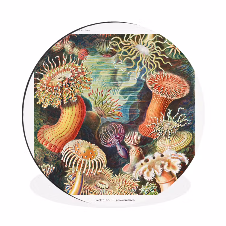 Ernst Haeckel - Anemoon - Retro - Tuinposter - Tuinhuis Wandcirkel aluminium klein -3d