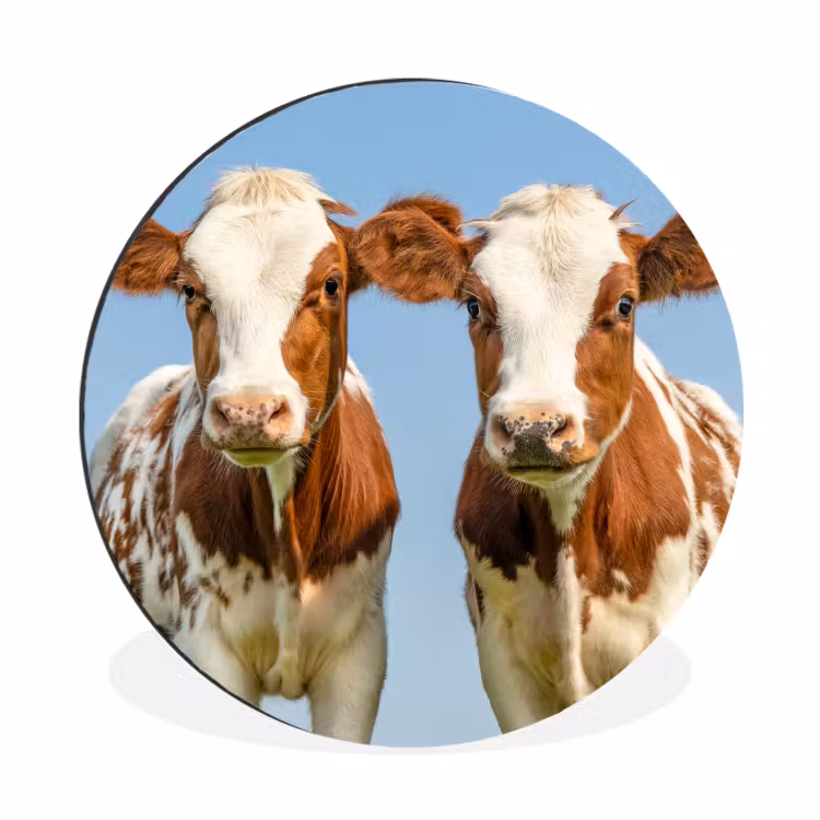 Koeien - Lucht - Dieren - Boerderij - Portret Wandcirkel aluminium klein -3d