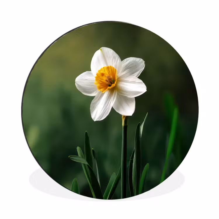 Narcis - Bloem - Wit - Grassprieten Wandcirkel aluminium klein -3d