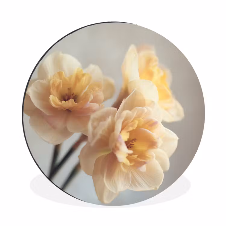 Narcissen - Geel - Bloemblaadjes Wandcirkel aluminium klein -3d