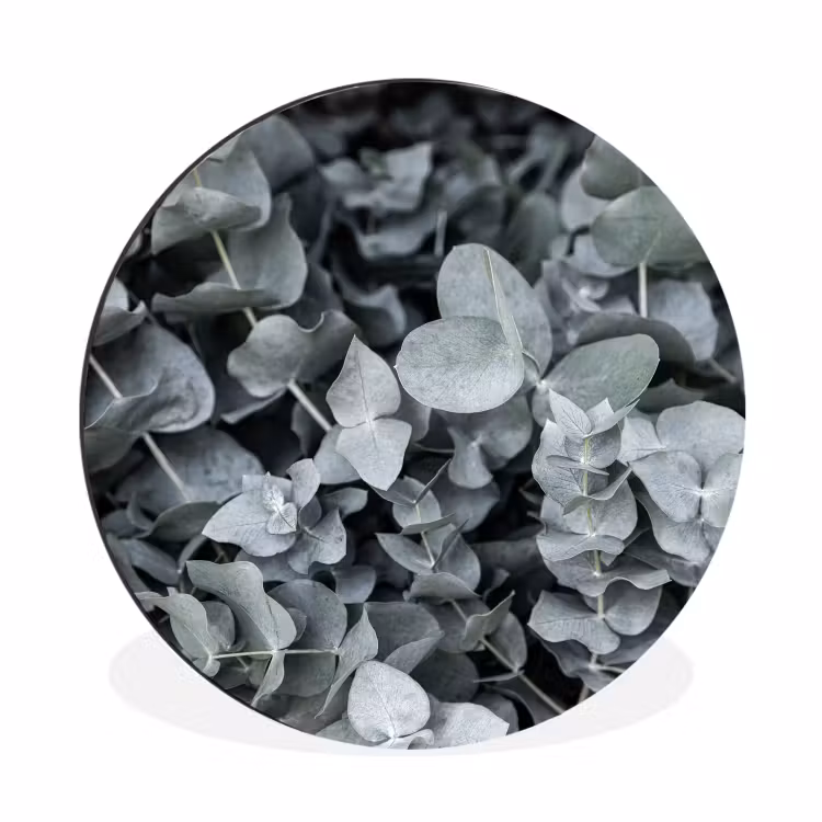 Natuur - Planten - Eucalyptus - Bladeren Wandcirkel aluminium klein -3d