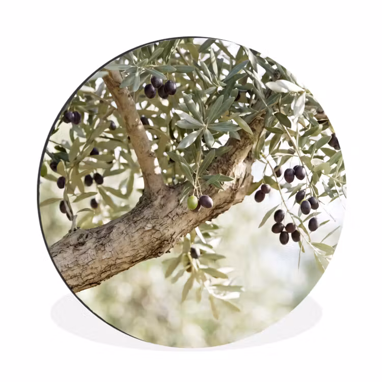 Muurcirkel aluminium - Olijfboom - tak - groen - Olijfboom - tak - groen Wandcirkel aluminium klein