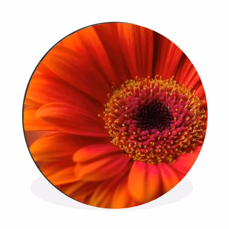 Oranje - Gerbera - Intens Wandcirkel aluminium klein -3d