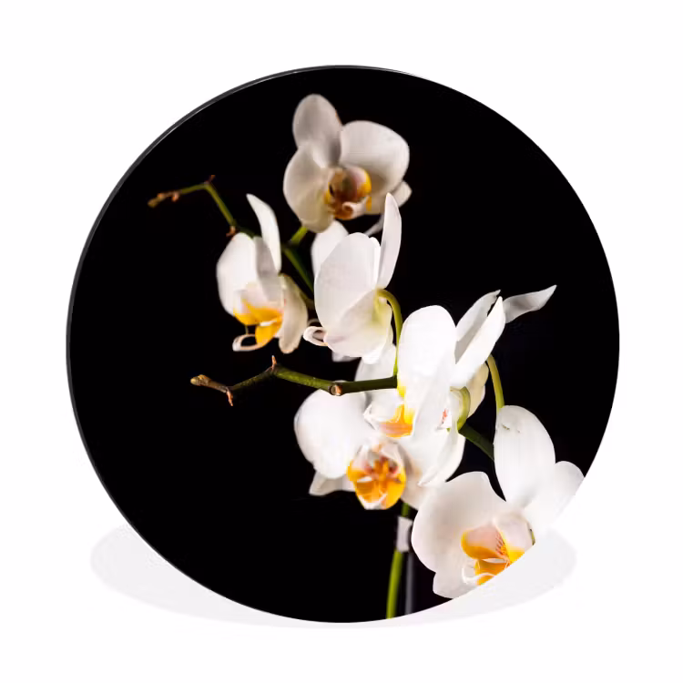Orchidee - Bloemen - Planten - Botanisch Wandcirkel aluminium klein -3d