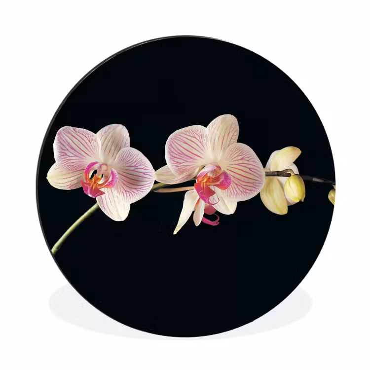 Orchidee - Bloemen - Zwart - Roze - Knoppen Wandcirkel aluminium klein -3d