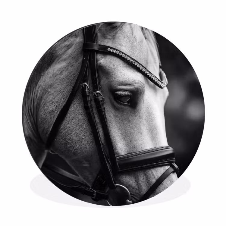 Paard - Schimmel - Portret Wandcirkel aluminium klein -3d