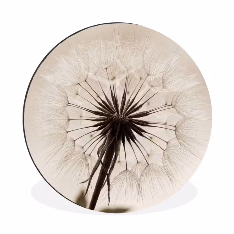 Paardenbloem - Minimalistisch - Wit Wandcirkel aluminium klein -3d