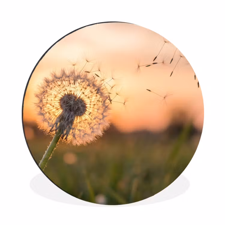 Paardenbloem - Zonsondergang - Veld Wandcirkel aluminium klein -3d